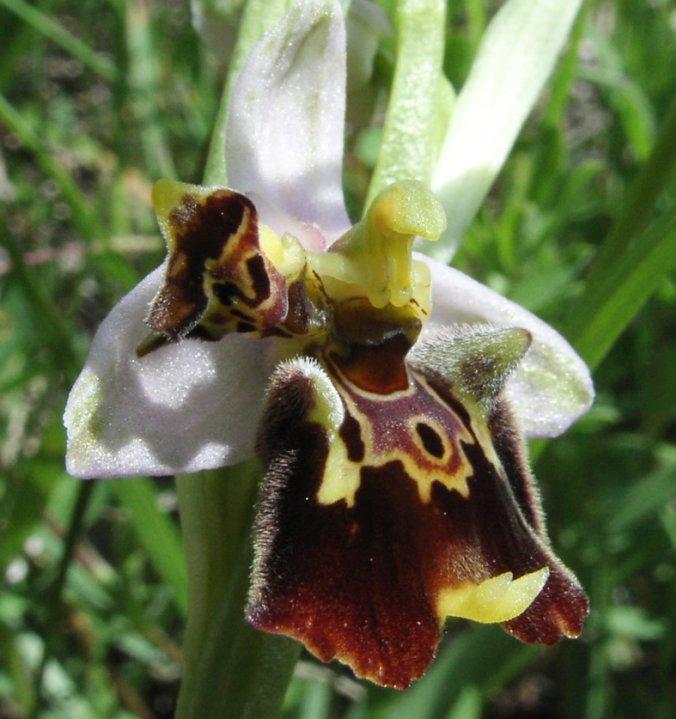 Lusus Ophrys holosericea